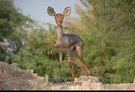 Al Wabra Wildlife Preservation - Home | Facebook