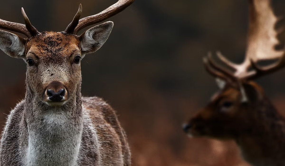 Deer