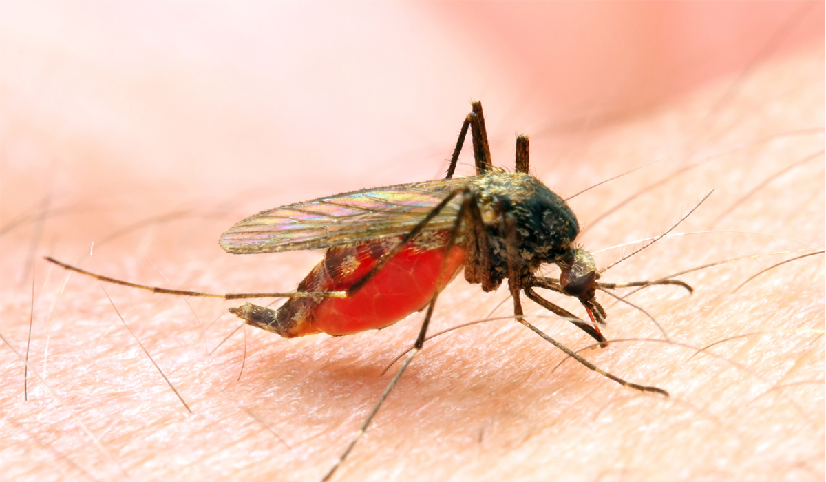 Mosquitoes