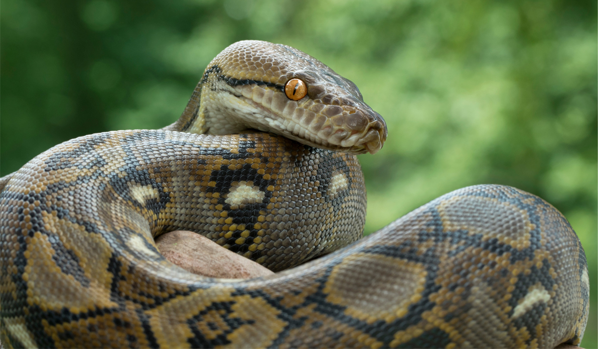 Python