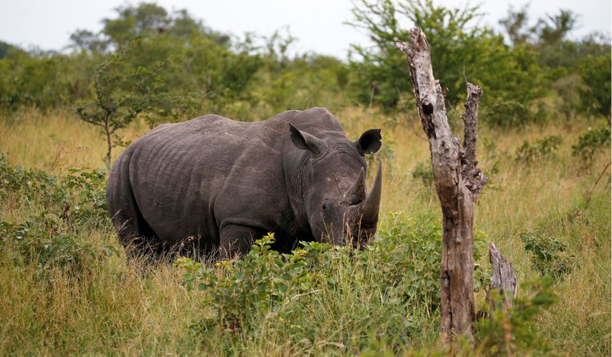 Rhino