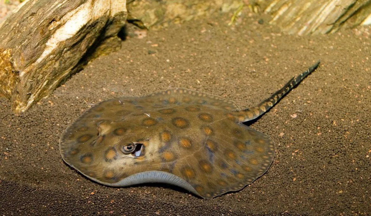 Stingray