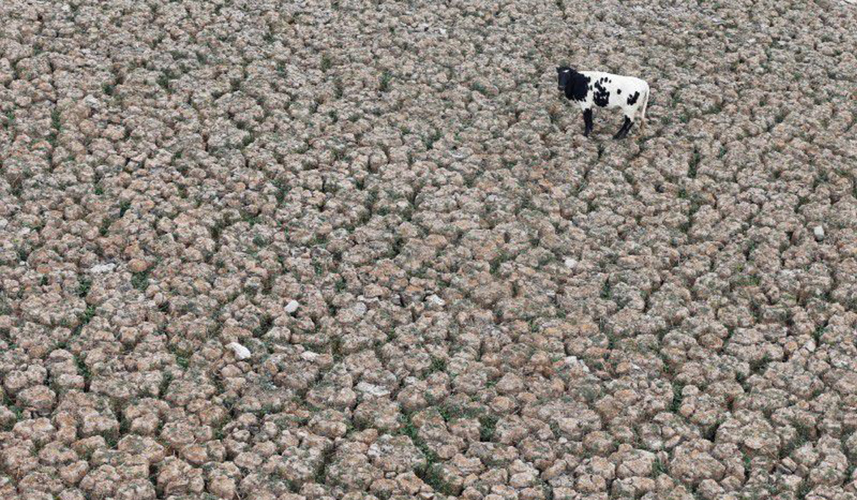 A cow is seen on a land that used to be filled with water at the Aculeo Lagoon in Paine in Chile