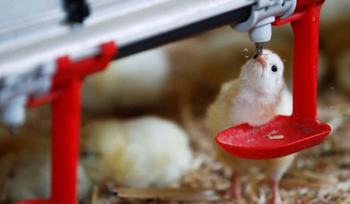 France bans crushing and gassing of male chicks from 2022