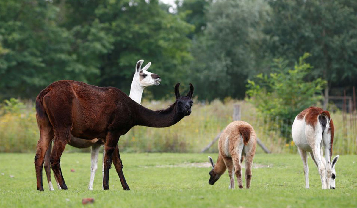 Llama antibodies blunt COVID variants in lab trial, says Belgian start-up