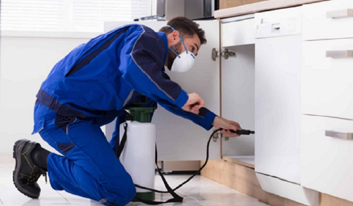 How to Tell If Your House Is Infested By Pests: 5 Warning Signs to Watch Out For