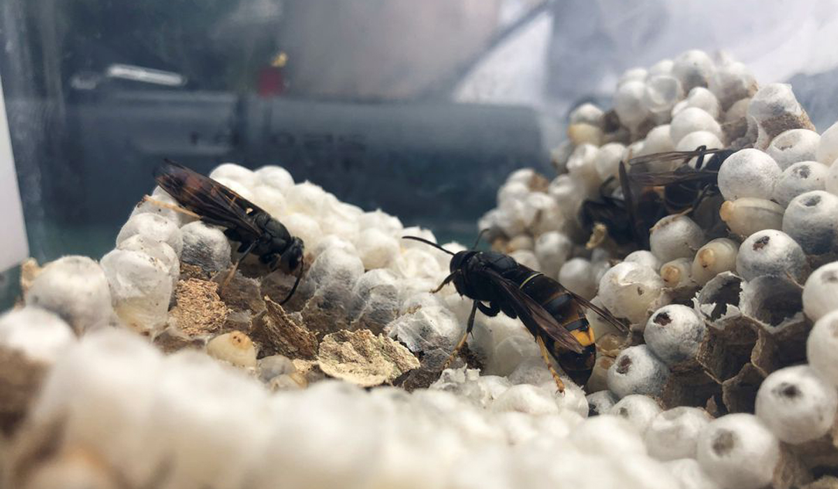 Asian giant hornet queen caught by French beekeeper Denis Jaffre